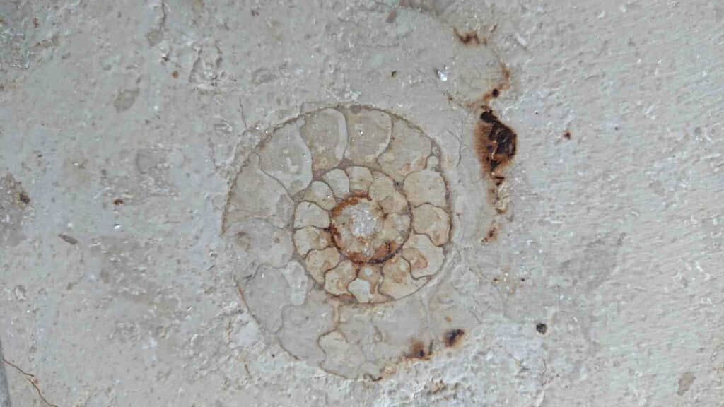 Ammonit im Jura Marmor